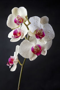 Phalaenopsis 001 by bjoern wechsellicht