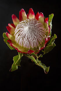 Protea by bjoern wechsellicht