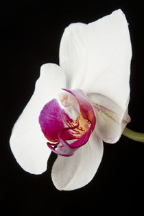 Phalaenopsis 002 by bjoern wechsellicht