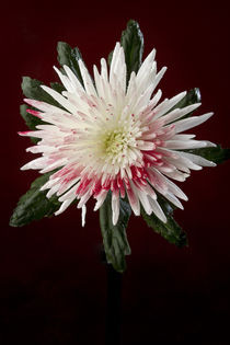 Chrysanthemum by bjoern wechsellicht