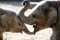 Elefantenkuss by ny