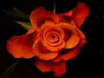 rote Rose von Antje Emanuel