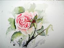Rose von Theodor Fischer