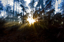 Licht des Waldes by Artur Sonnengrün