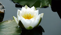 Lotus Blüte by Sikiru Adebiyi