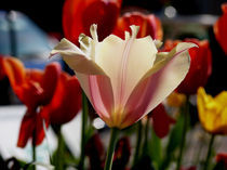 Tulpen von Sikiru Adebiyi