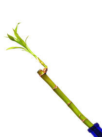 Bambus von Sikiru Adebiyi