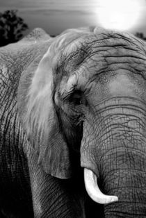 Elefant-Afrika by mario hahn