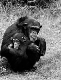schimpansen by mario hahn