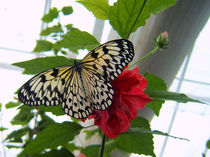 Schmetterling von tiaeitsch