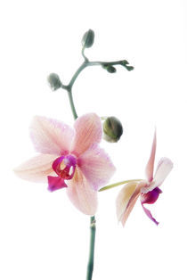orchidee von mario hahn