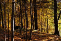 Herbstwald - Autumn Forest von accountdeleted