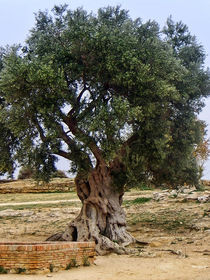 Olivenbaum Sizilien von accountdeleted