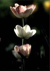 Tulpenreihe by Raingard Göbel