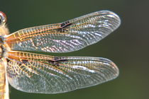 Libellenflügel von Raingard Göbel