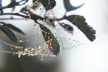 Spinnennetz im Herbst von Raingard Göbel