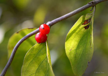 Red-fruits