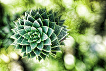 Green cactus with leaves in symmetry by dreamyfaces