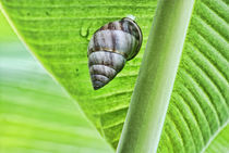 Snail sitting on the big green leaf by dreamyfaces