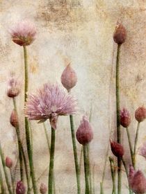 'Liliaceae' by Claudia Gründler