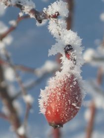 Winter in seinen schönsten Momenten by Nils Grund