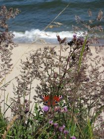 Schmetterling und Meeresküste von Nils Grund
