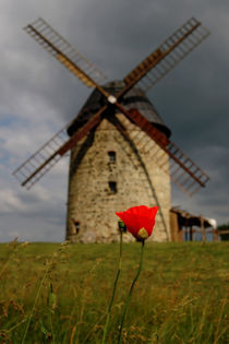 Mohnblüte mit Windmühle von Daniel Kühne