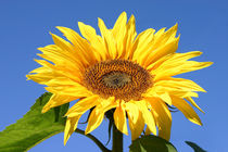 Sonnenblume von Daniel Kühne