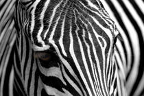 Zebra von Daniel Kühne
