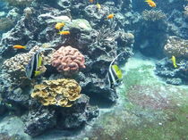 Korallenriff von Alwin Mücher