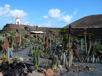 Jardin de Cactus von Alwin Mücher