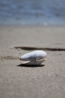 Shell on the Beach by Michael Beilicke