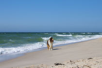 Dog on the Beach von Michael Beilicke