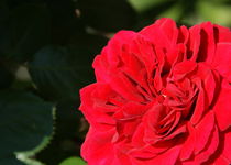 Rote Rose - Symbol der Liebe von Juana Kreßner