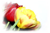 Tulpen - Vorboten im Frühling von Juana Kreßner