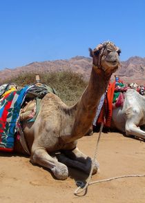 Kamel in Ägypten von Juana Kreßner