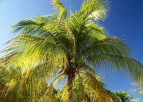 Kokospalme auf Haiti von Juana Kreßner