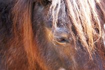 Gesicht eines Pferdes von Juana Kreßner