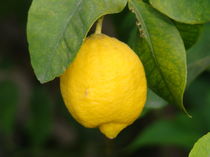 Zitrone von Franciska Distler