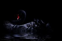 Black Swan von fototatort