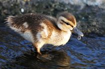 Duckling, Upper Newport Bay von Eye in Hand Gallery