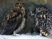 Family of Owls von Eye in Hand Gallery