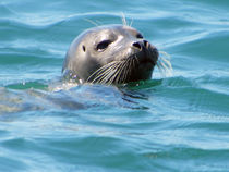 Seal off Newport Coast von Eye in Hand Gallery