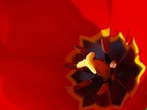 rote Tulpe von Bettina Piwon
