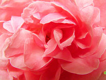 Rosenblüte von Bettina Piwon