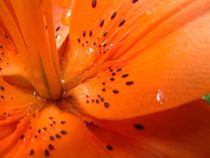 Lilie, orange von Bettina Piwon