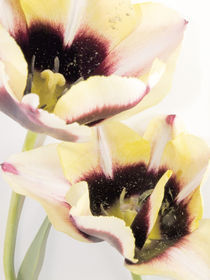 Tulpen by Bettina Piwon
