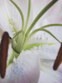 Herz einer Königslilie von Bettina Piwon