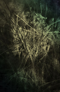 gräser von Bettina Piwon