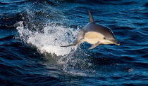 Delfin von frederic